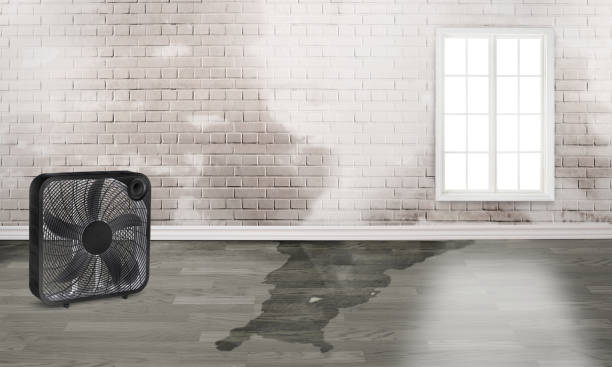 Best Carpet water damage restoration  in Charlevoix, MI